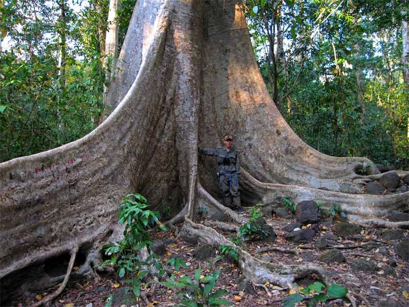 Cat Tien Giant Tree